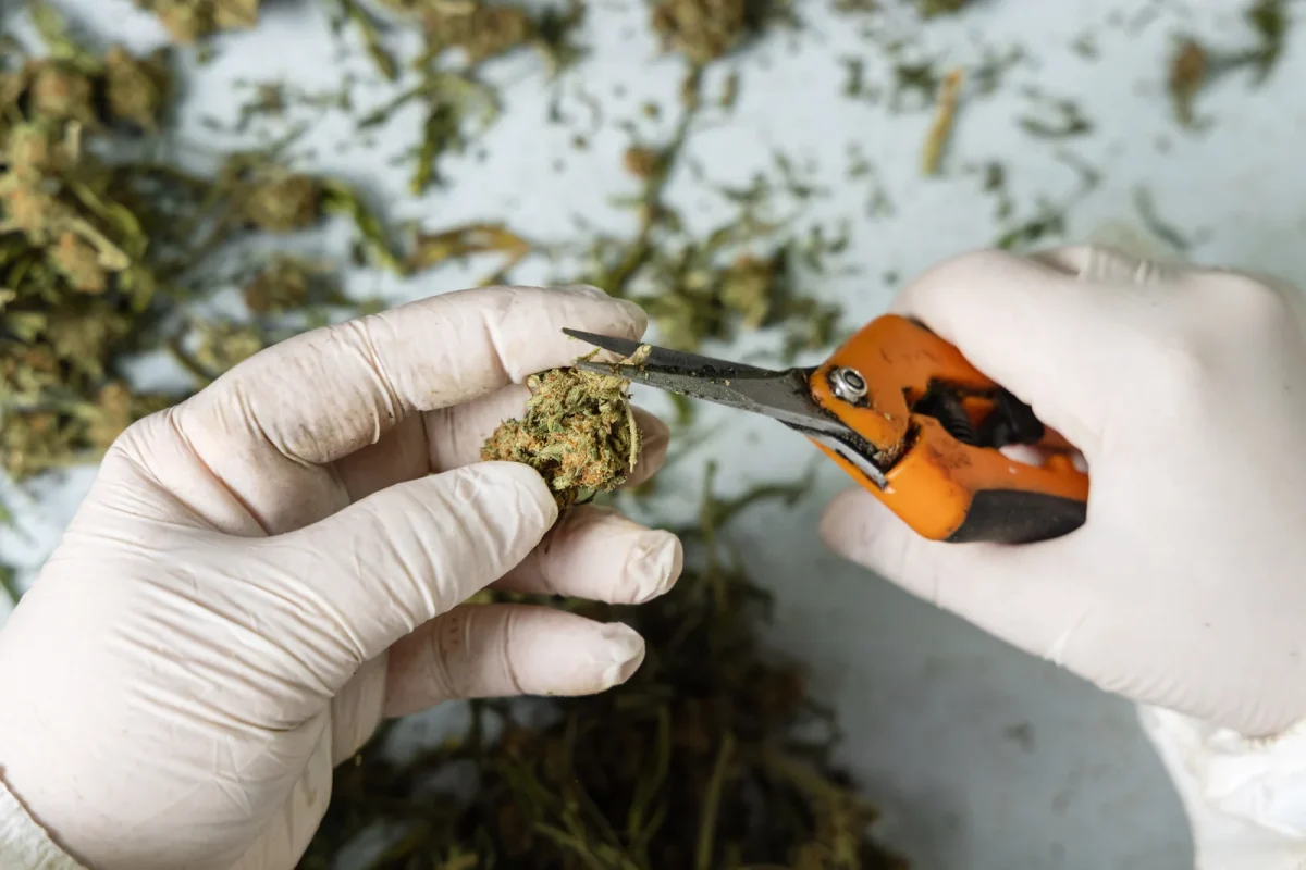 A close-up of a worker's hands wearing gloves while trimming dried cannabis buds with orange-handled scissors. This process is crucial for determining when to harvest marijuana for maximum potency, ensuring the best quality and cannabinoid content.