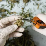 What is a Cannabis Cultivator? Roles, Responsibilities, and Career Insights