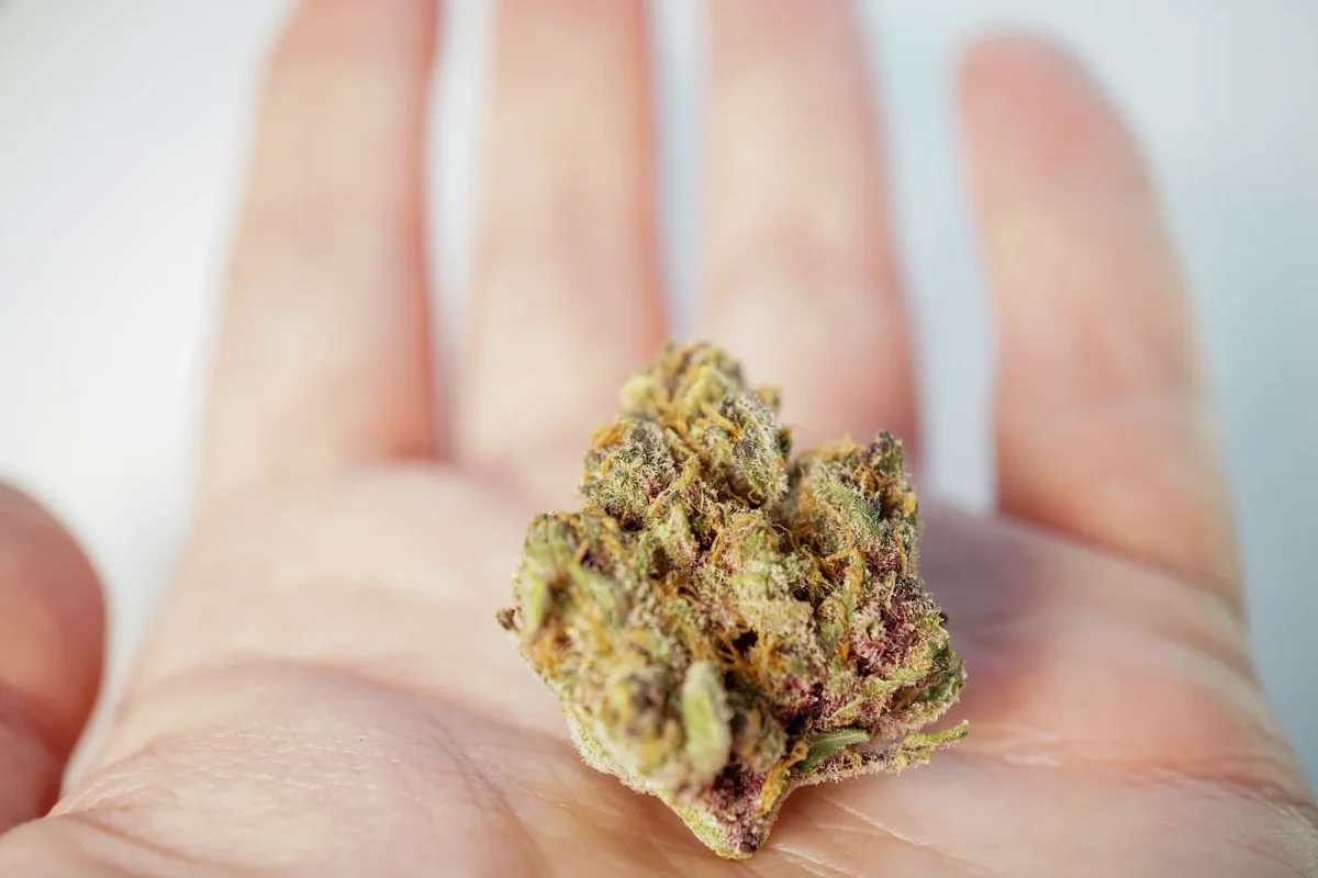 A close-up of a cannabis flower resting on a person’s hand, showcasing the detailed textures and trichomes that are key to what is a cannabis cultivator.