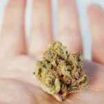 Global Cannabis Laws: Exploring the Legality of Marijuana by Country