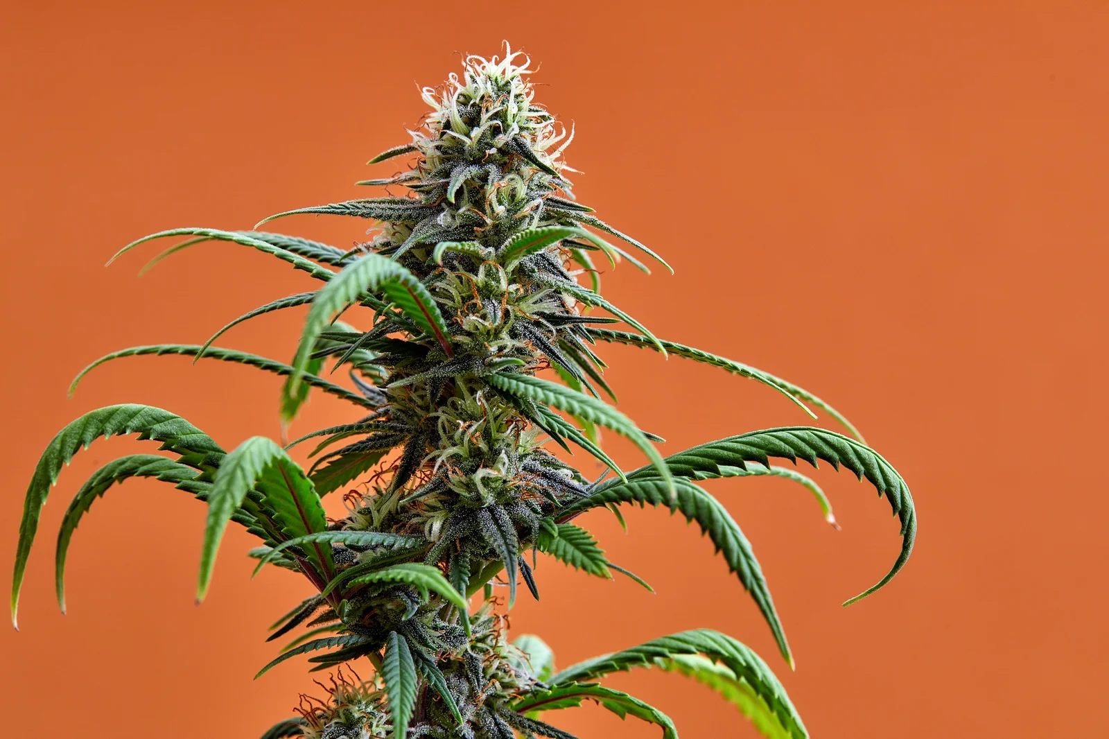 A fully matured cannabis plant with dense, resinous buds against an orange background. This image showcases a plant ready for harvest, highlighting key indicators such as trichome color and bud structure to determine when to harvest cannabis.