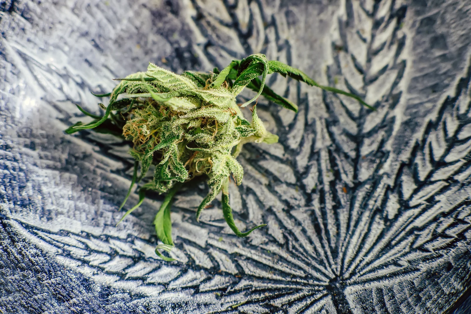 A cannabis bud placed on a decorative surface with a leaf pattern, emphasizing the cultivation and harvesting process in what is a cannabis cultivator.