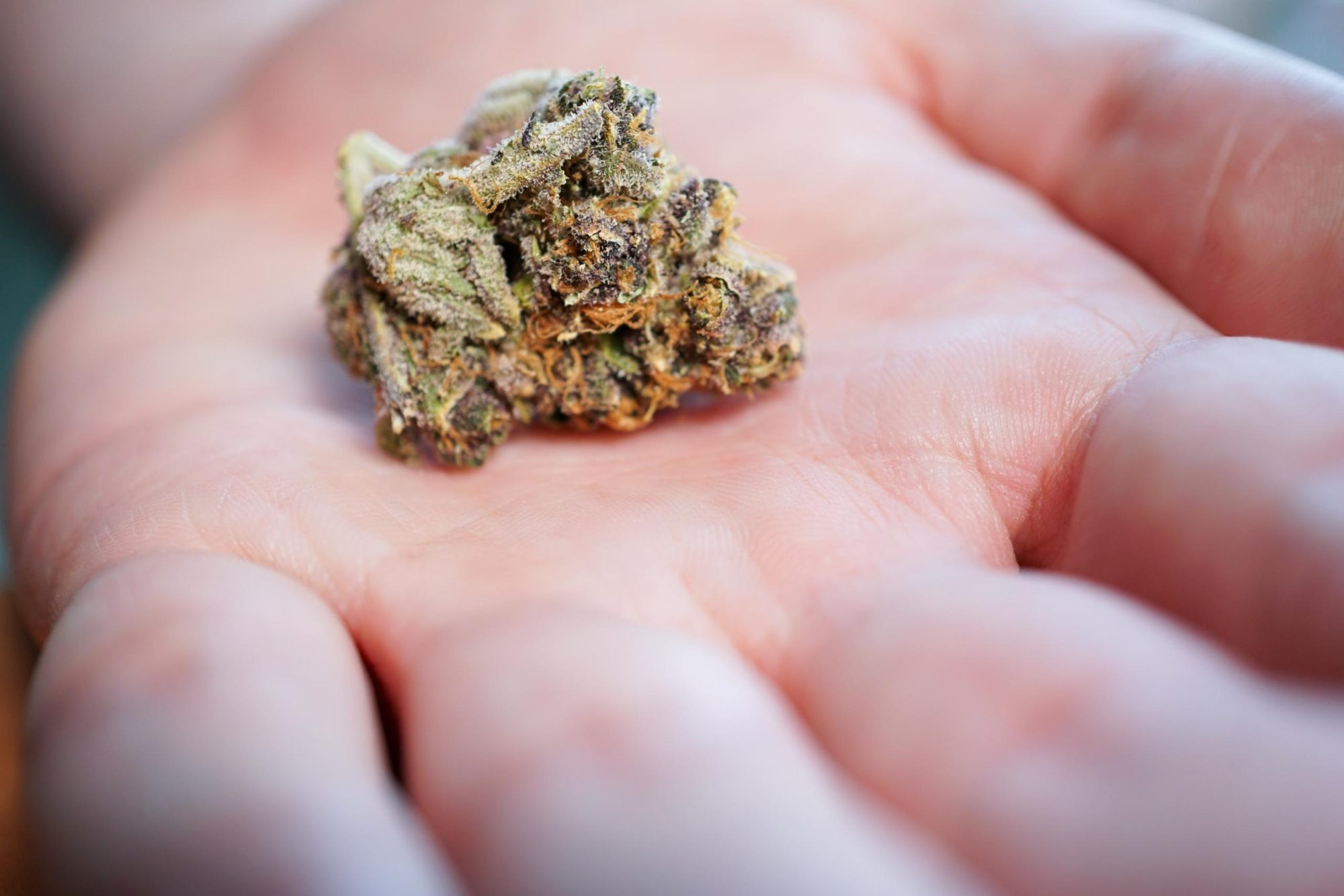 High-quality image of a cannabis bud in a setting emphasizing its bloom, optimized for educational content on bloom for cannabis.