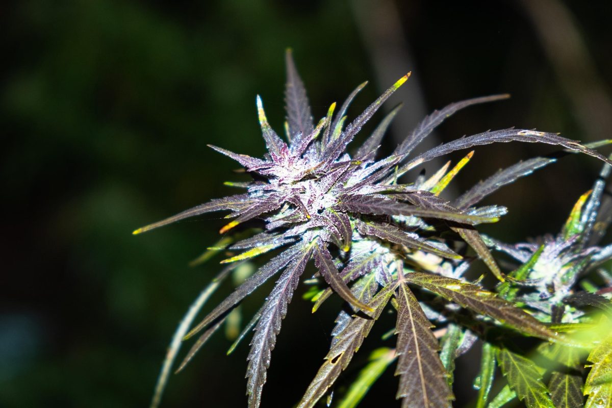 Close-up of a violet cannabis plant bud, highlighting bloom quality cannabis after exposure to frost.