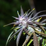 Achieving Bloom Quality Cannabis: Tips for a Premium Harvest