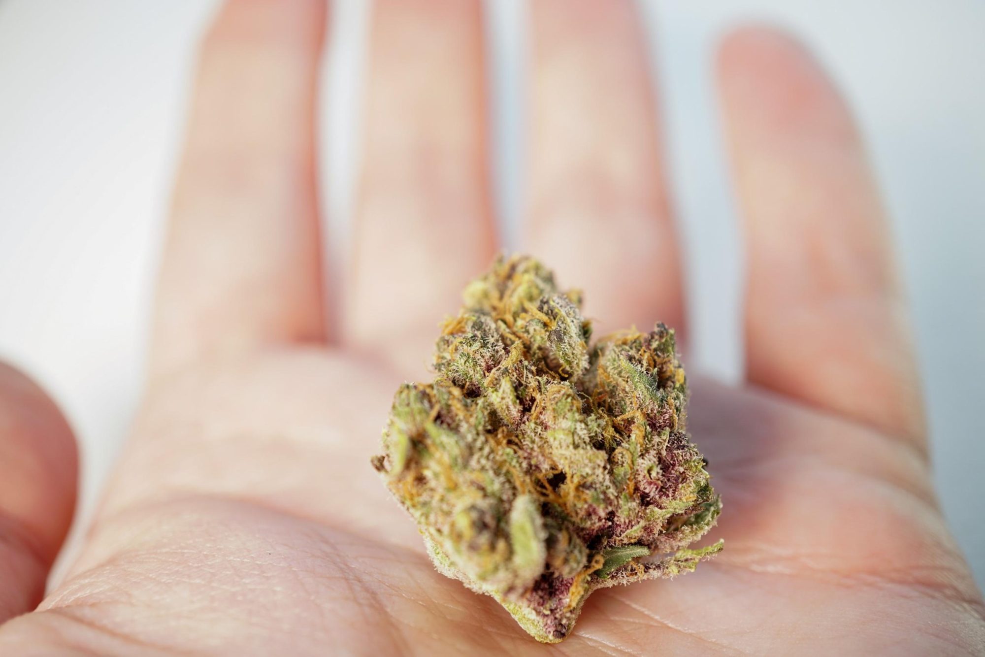 A vibrant cannabis flower held in a hand, emphasizing the detail and bloom quality cannabis.