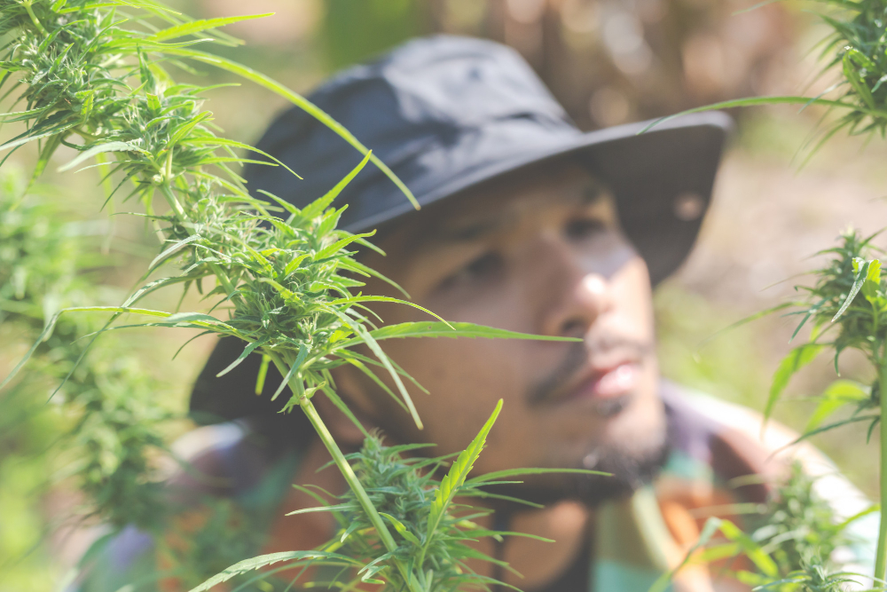 A man wearing a wide‑brimmed hat inspects flowering cannabis plants outdoors, illustrating the pursuit of a Medical Cannabis License in New York.
