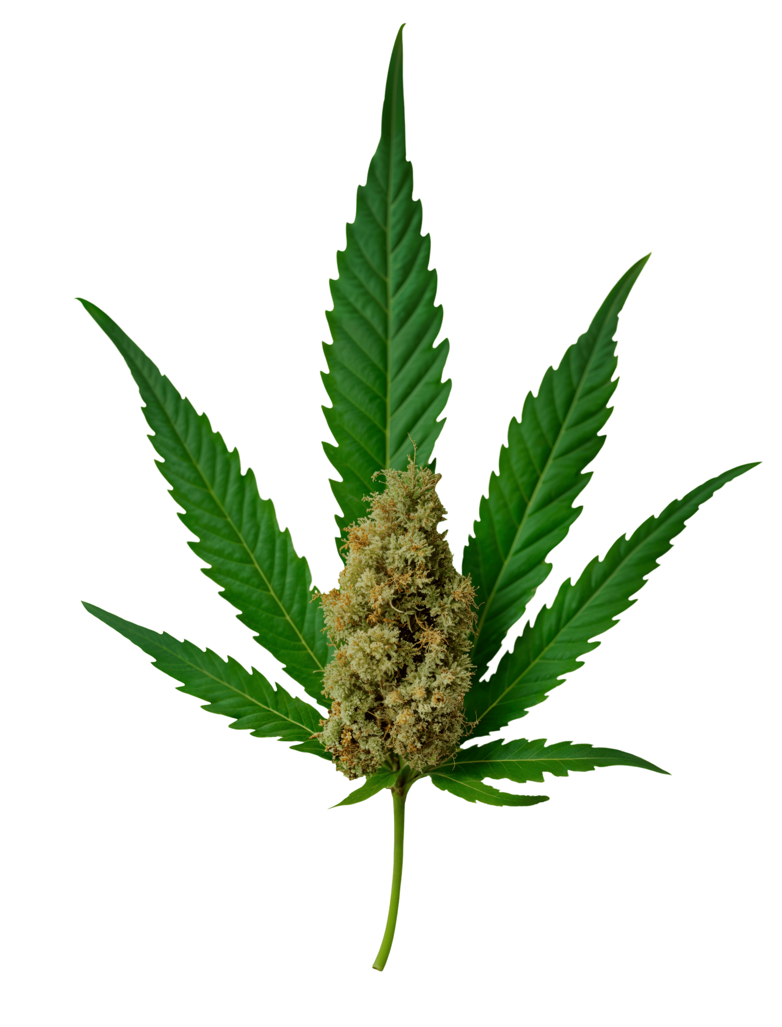 Cannabis License in Minnesota types Leaf