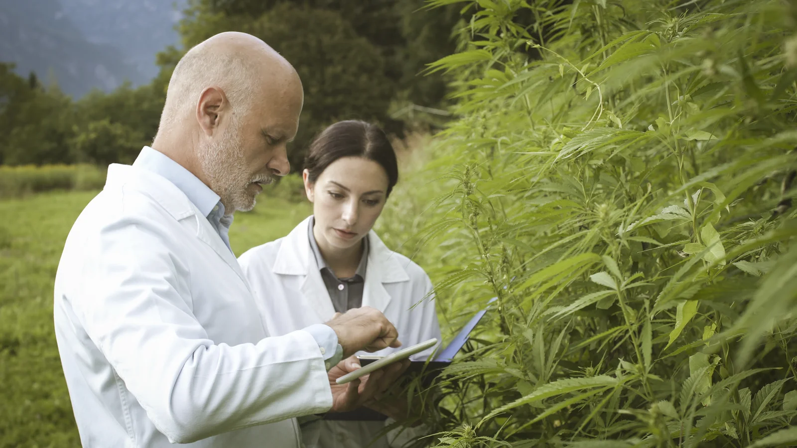 Two agronomists in white lab coats conducting cannabis consulting in a hemp field, examining the plants closely while using a digital tablet for data collection.