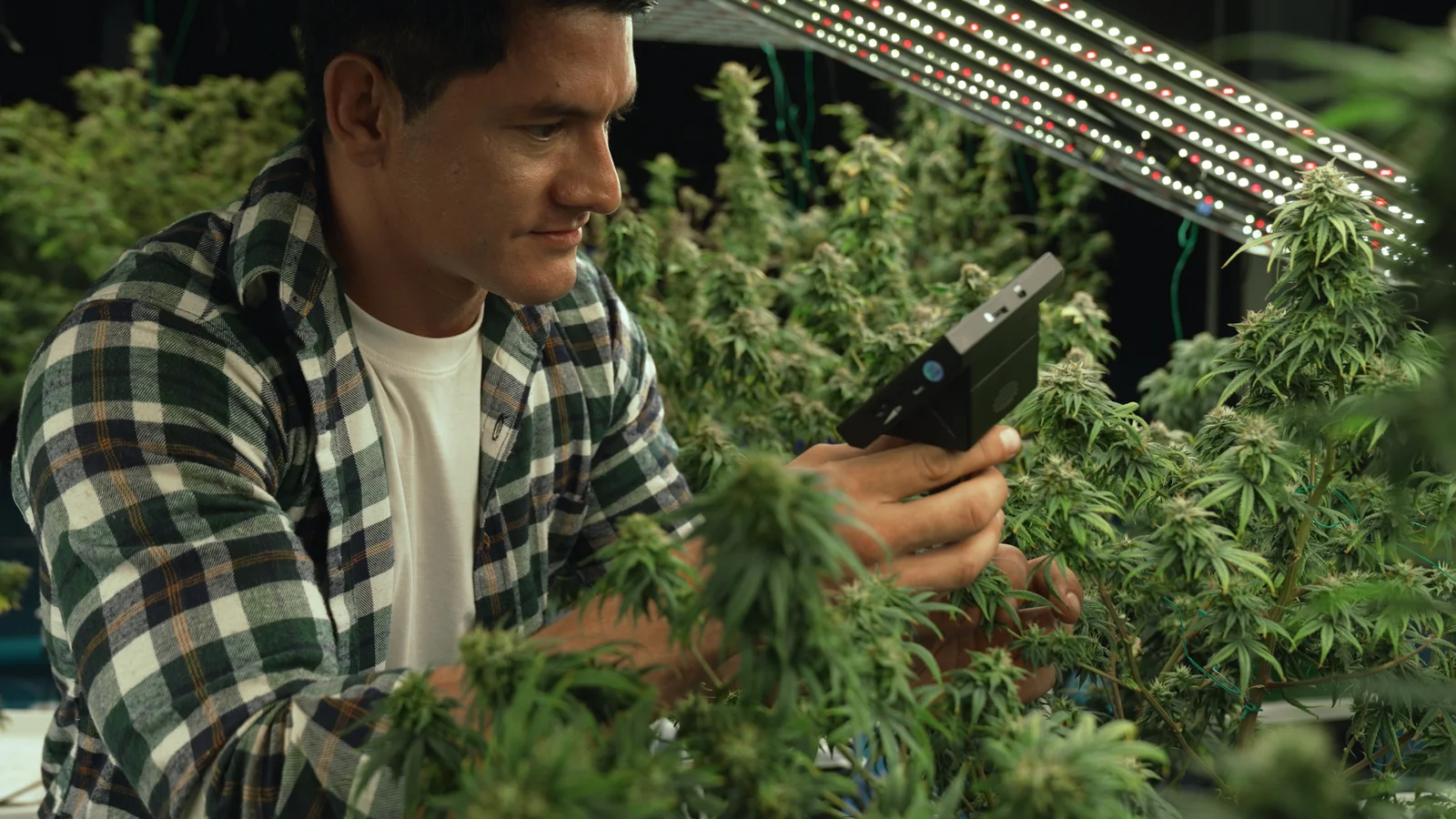 A cannabis farmer closely inspecting plants under LED grow lights with a handheld microscope. The professional and technological approach showcases how Cannabis Business Management Software helps streamline cultivation processes, enhance operational efficiency, and improve yield monitoring.