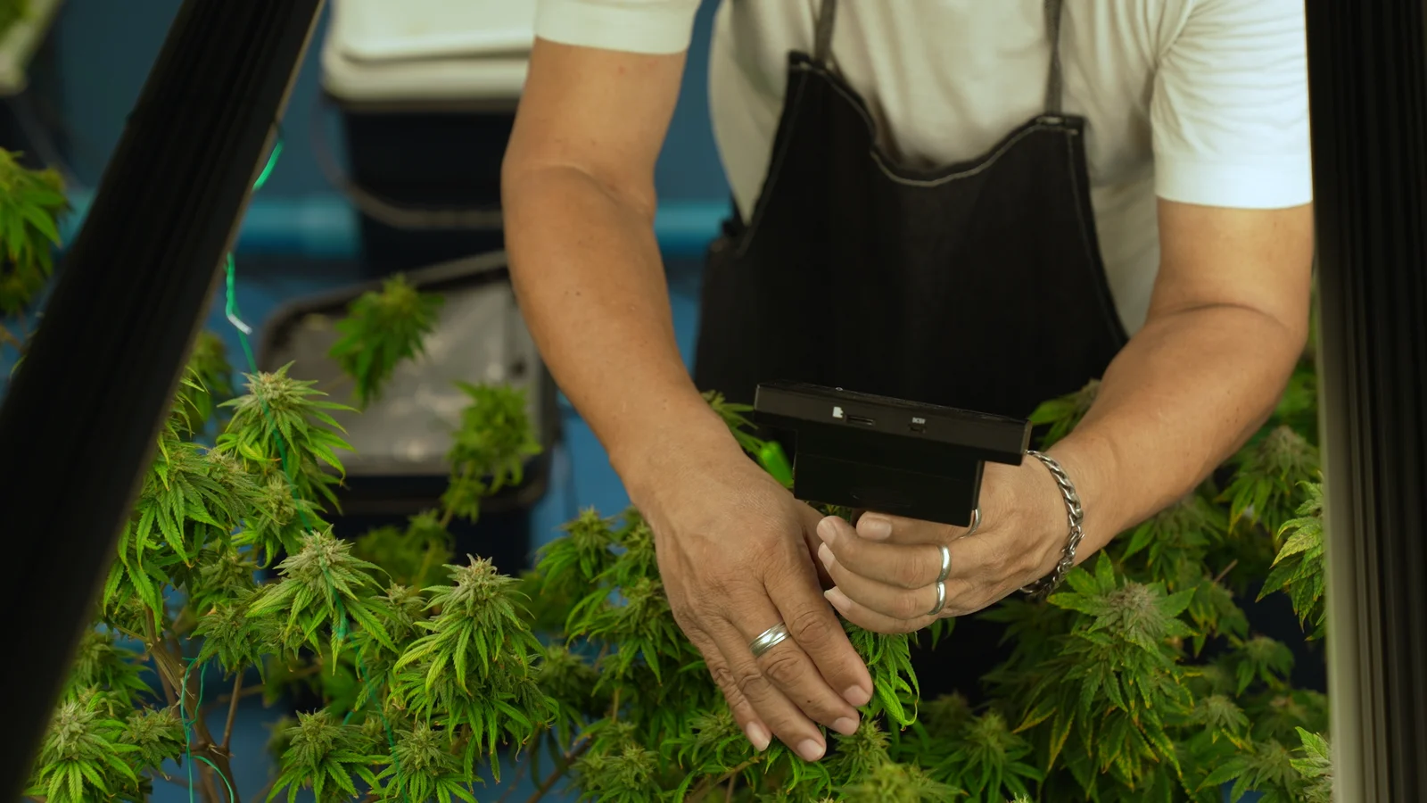 A person wearing an apron carefully inspects cannabis plants using a magnifying device in an indoor growing facility. This scene highlights quality control processes that can be efficiently managed and tracked using cannabis delivery software, ensuring product quality from cultivation to consumer delivery.