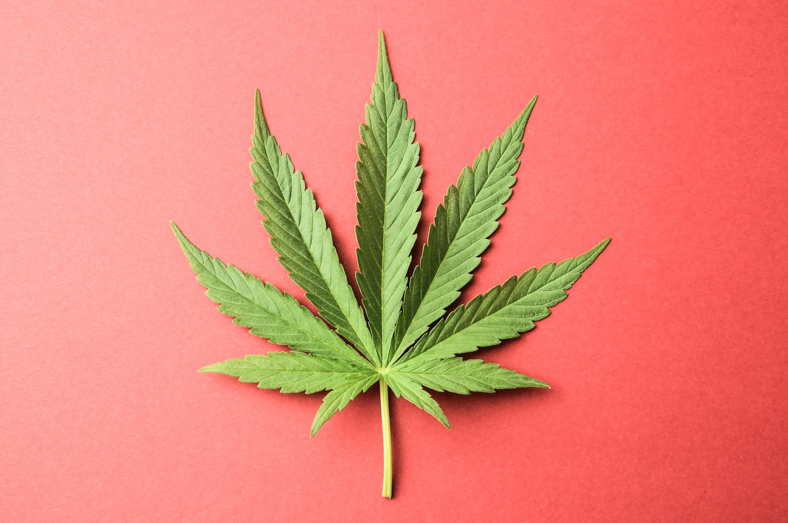 A single green cannabis leaf is displayed against a bright red background. This symbolic image represents the cannabis industry, where cannabis delivery software plays a crucial role in streamlining logistics, managing orders, and ensuring compliance with regulations.