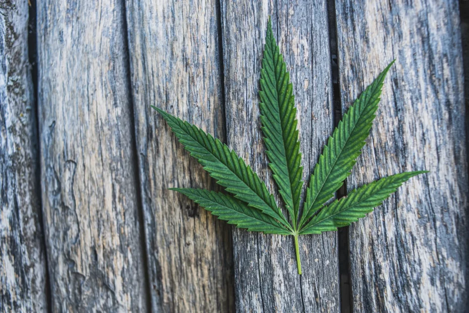 A fresh cannabis leaf rests on a rustic wooden surface. This visually striking image evokes natural, organic themes often associated with cannabis products. Cannabis delivery software helps businesses deliver these high-quality products efficiently and reliably to customers.