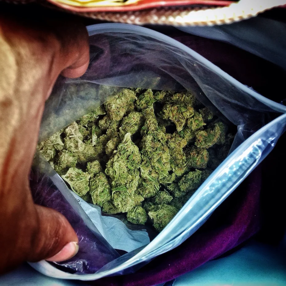 A hand opening a plastic bag filled with dense cannabis buds, revealing the results of cannabis blooming and careful cultivation. The fresh green nuggets display a well-cured texture, representing premium-quality cannabis production.