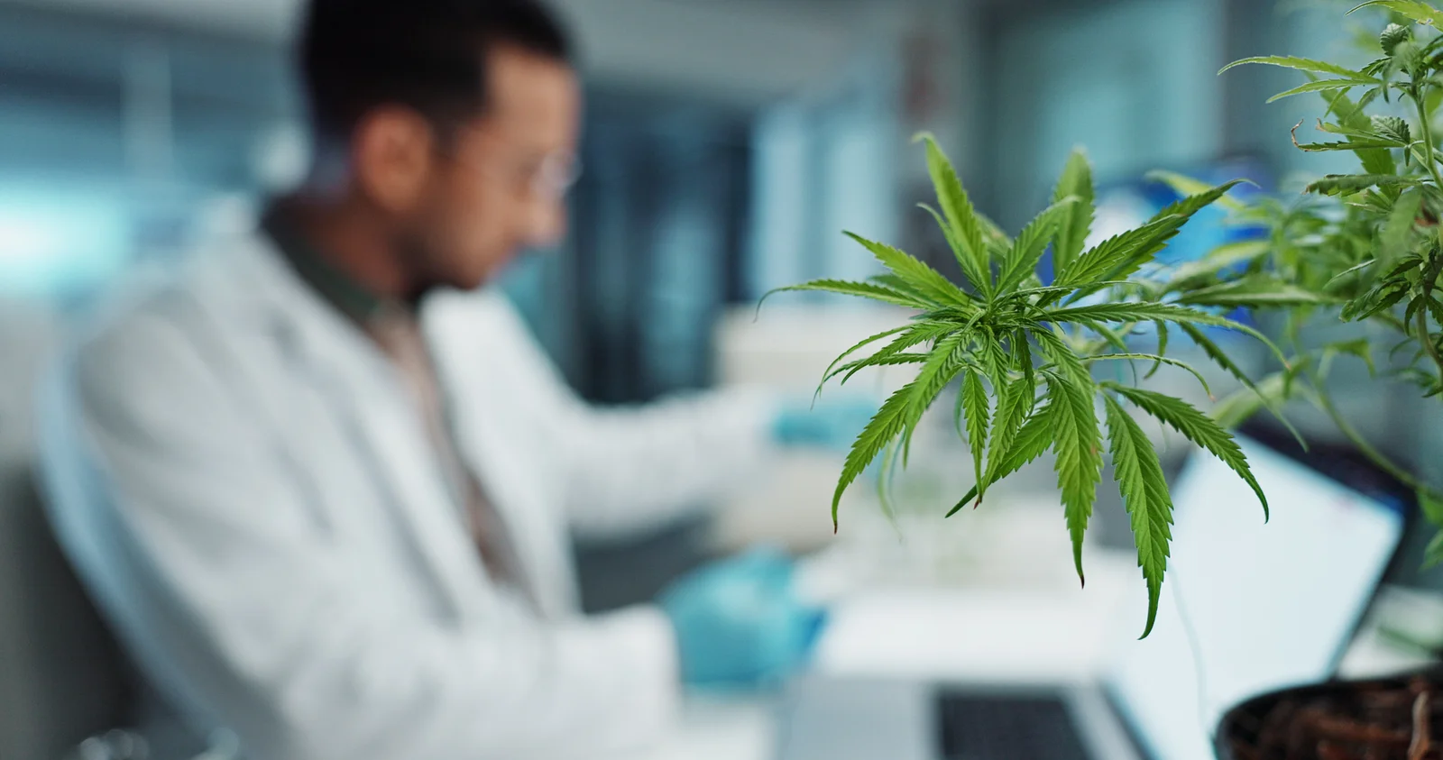 A scientist wearing a white lab coat and blue gloves is working in a laboratory, with a blooming cannabis plant in focus in the foreground. The scientist appears to be conducting research or testing on a computer, highlighting the intersection of technology and plant-based healthcare.