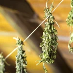 Mastering Humidity for Cannabis: Optimal Levels for Seedlings, Drying, and Storage