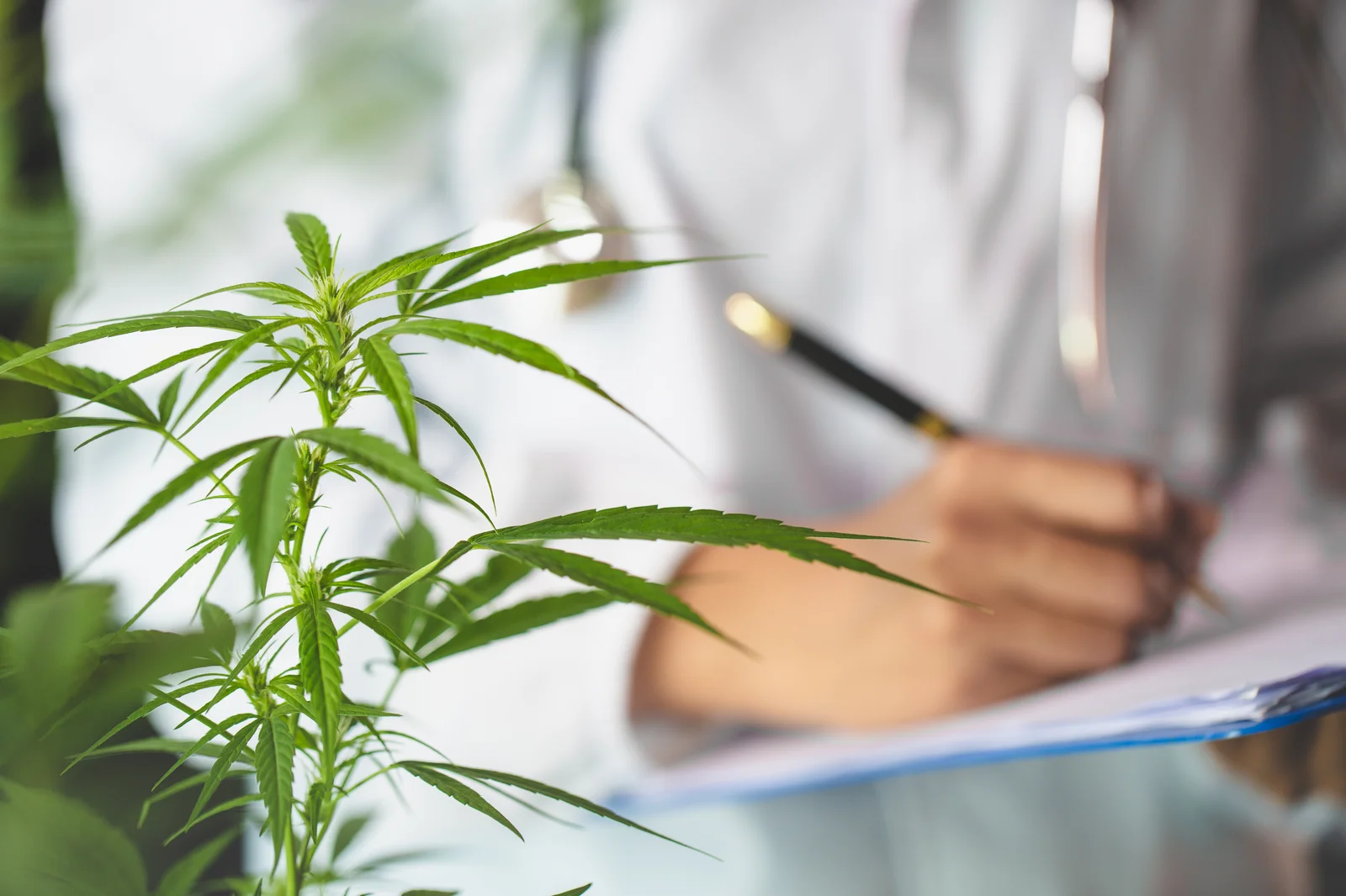 A close-up of a scientist in a lab coat performing cannabis consulting, taking notes while inspecting a young cannabis plant with fresh green leaves.