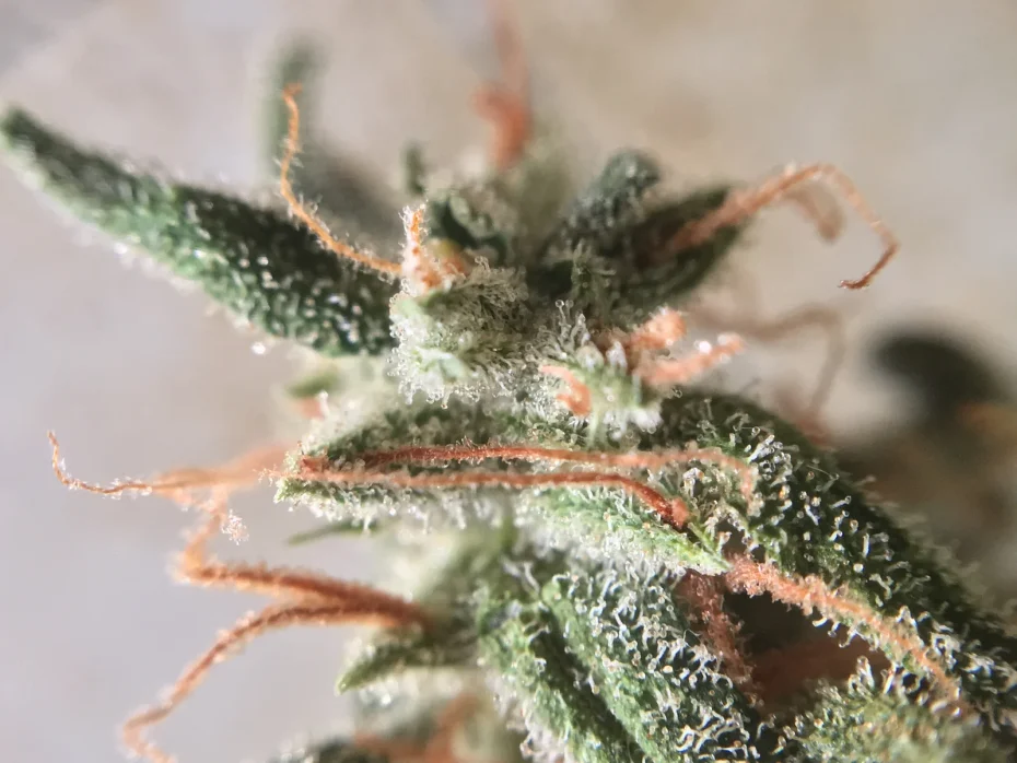 Close-up view of a cannabis bud covered in trichomes and orange pistils, highlighting its resin production. Achieving the best humidity level for cannabis is crucial to preserving these delicate trichomes during storage. Marijuana seeds New York.