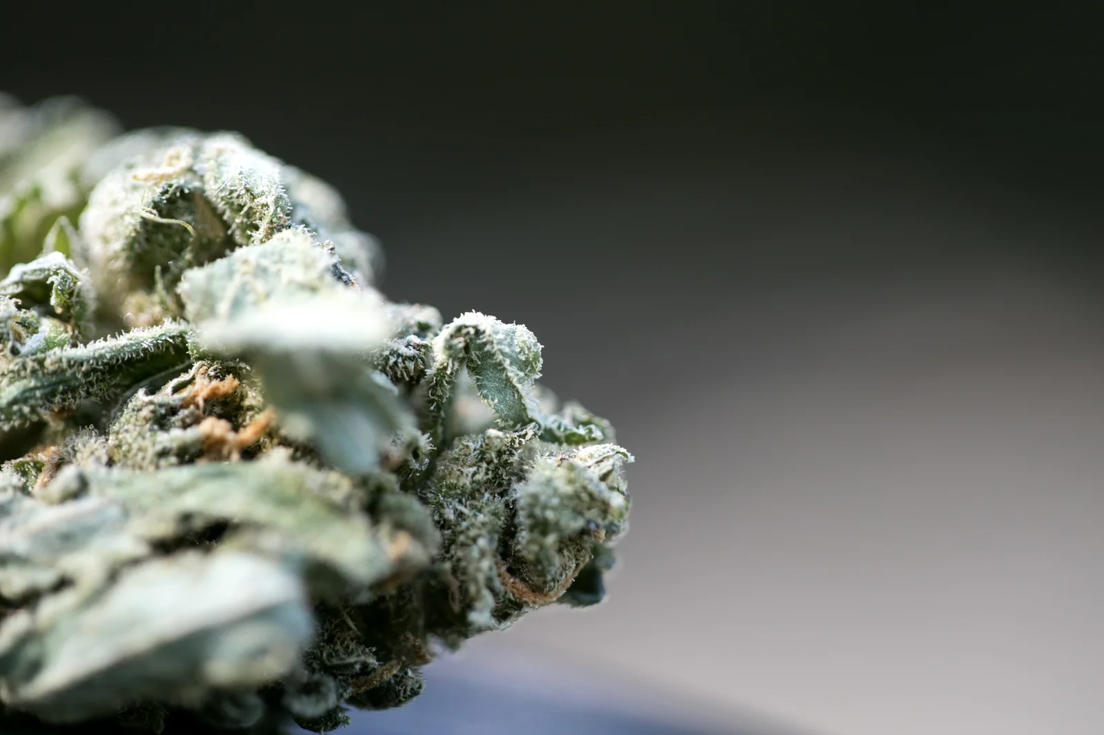 A close-up shot of a budding cannabis flower covered in frosty trichomes, highlighting the intricate texture and crystalline appearance of the plant during its flowering stage.