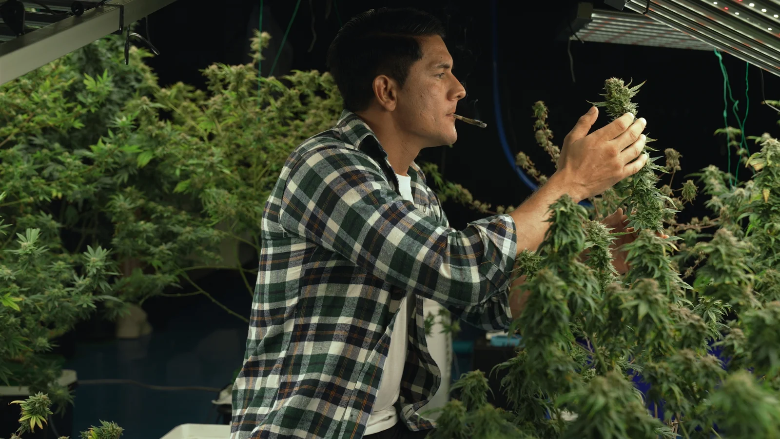 A male farmer in a plaid shirt examines blooming cannabis plants in an indoor cultivation facility while smoking a joint. The scene reflects quality control and strain evaluation processes often tracked and optimized through cannabis CRM software solutions.