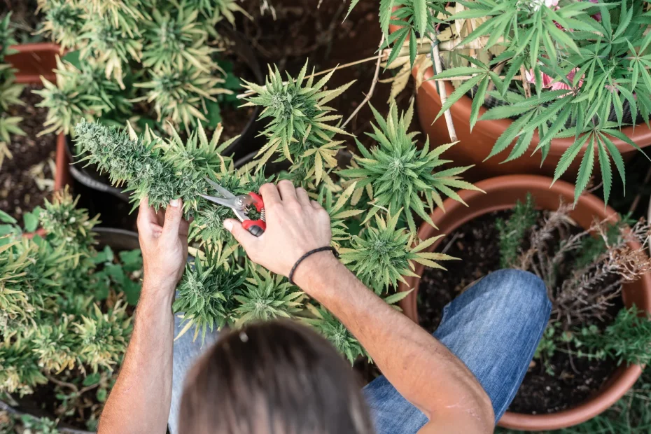 An overhead view of a person using pruning shears to trim a large cannabis bud in an outdoor garden with multiple potted cannabis plants. This image represents the hands-on cultivation process essential for understanding cannabis types, including their growth patterns and harvesting techniques.