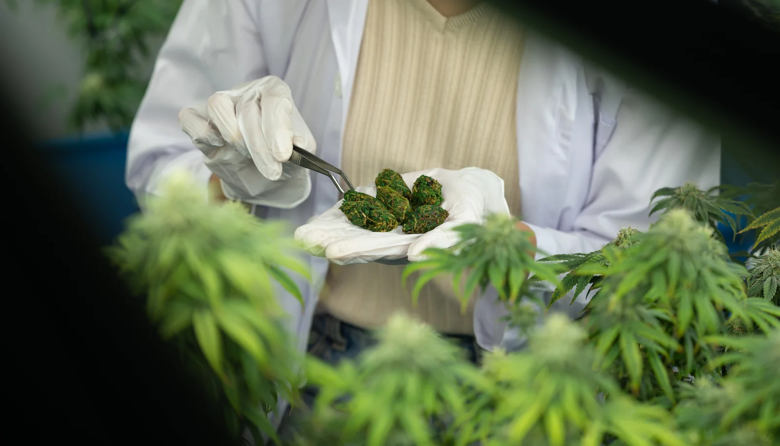 A lab technician wearing gloves and a lab coat carefully inspects and analyzes dried cannabis buds on a white plate using tweezers. This process highlights the scientific approach to understanding cannabis types by examining quality, potency, and the unique characteristics of different strains.