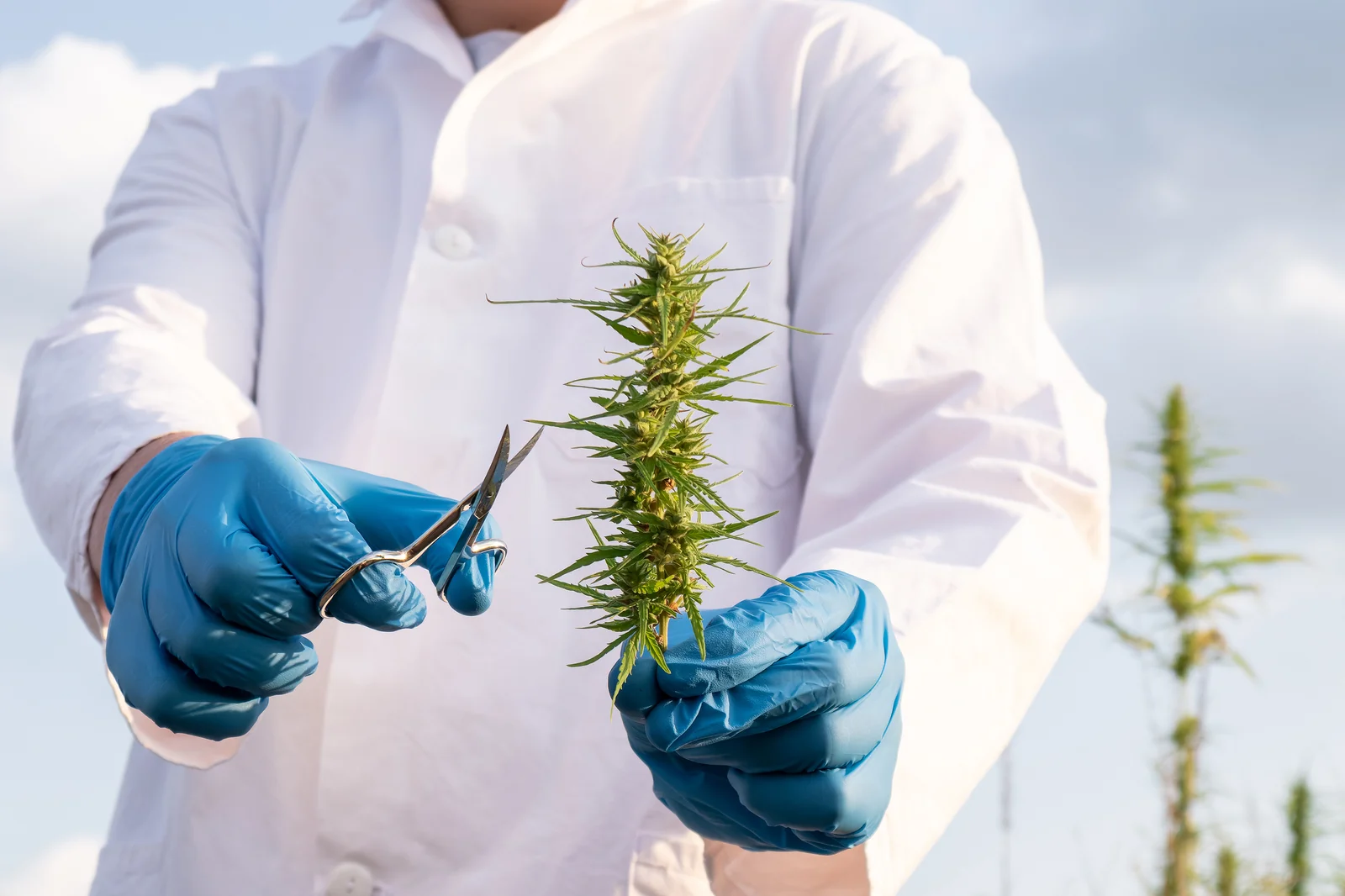 A scientist in a white lab coat and blue gloves uses scissors to trim a tall cannabis bud outdoors. This hands-on examination underscores the importance of understanding cannabis types, focusing on the physical traits and structures that distinguish various strains used for medical and recreational purposes.
