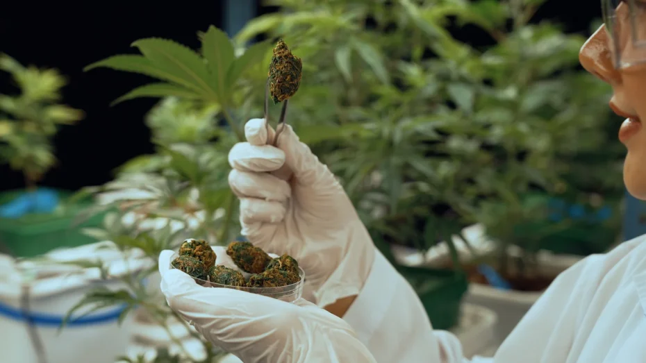 A scientist wearing white gloves holds a pair of tweezers with a cannabis bud and a clear container filled with additional buds, illustrating the precision and care involved in managing cannabis inventory software in a cultivation lab.