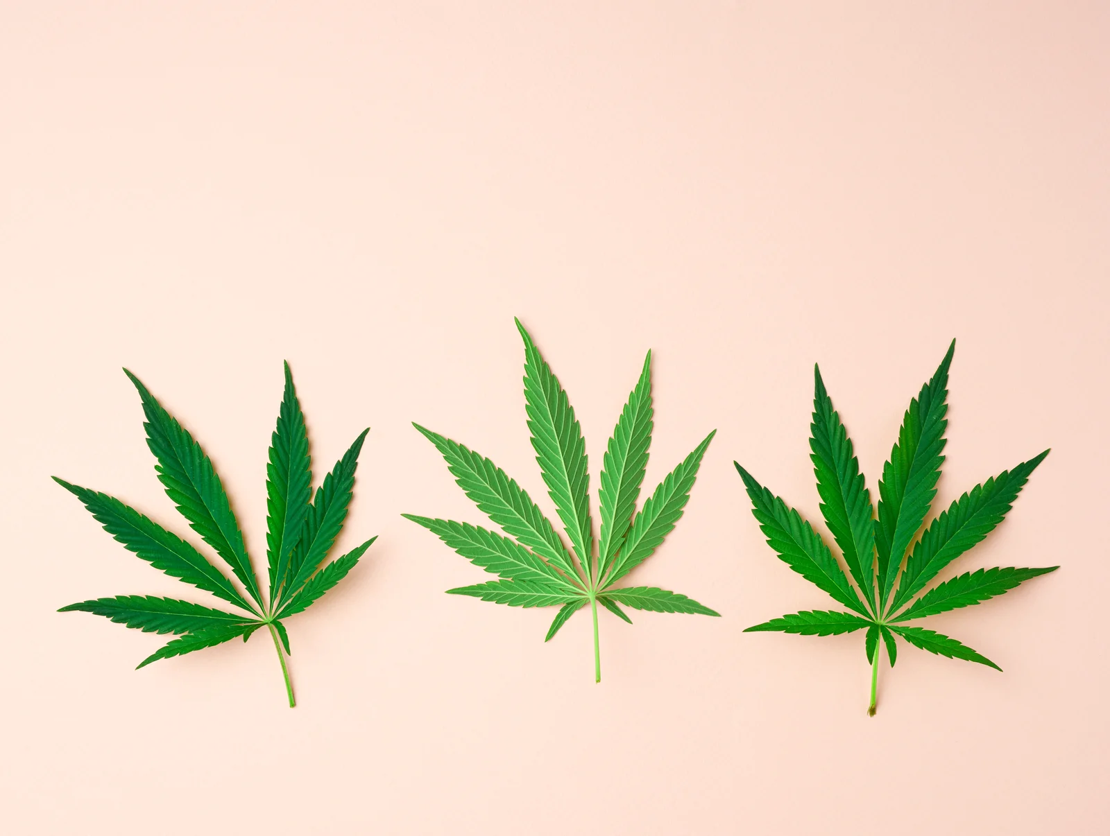 Three distinct green cannabis leaves are neatly arranged on a beige background, symbolizing product variety and classification important for cannabis inventory software systems.