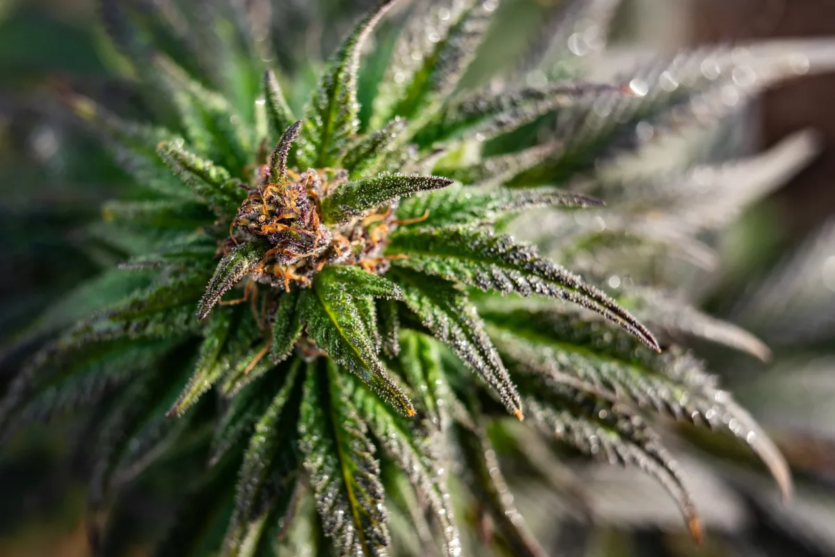 Close-up of a mature cannabis bud covered in trichomes, illustrating a key stage in The Cannabis Manufacturing Software’s processing lifecycle.
