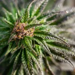 Cannabis Manufacturing Software: Optimizing Production and Compliance Processes
