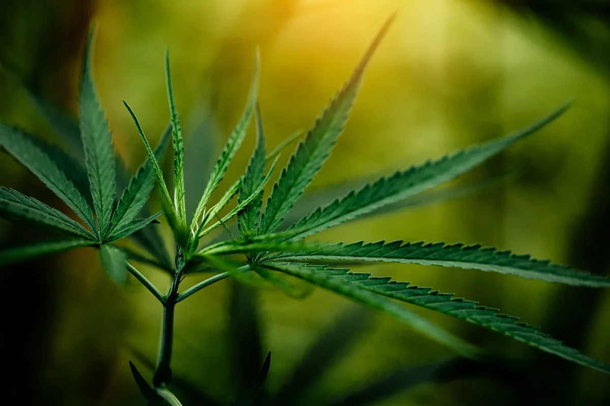 A close-up shot of vibrant green cannabis leaves illuminated by warm light, showcasing the distinct broad and serrated leaf structure typical of Cannabis indica strains. The natural background adds to the organic feel of the plant's healthy growth.