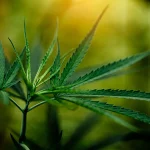 Exploring Cannabis Indica Strains: Effects, Benefits, and Top Varieties