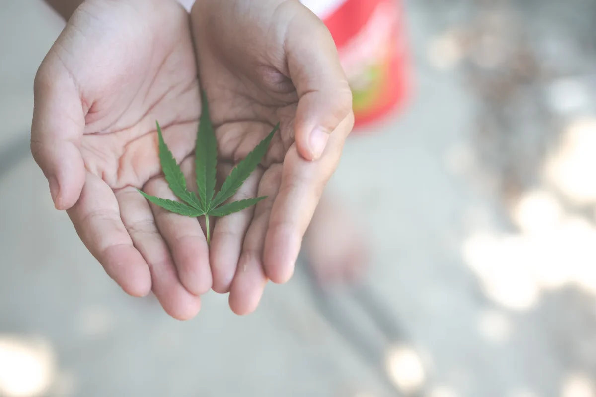 A close-up of hands gently holding a green cannabis leaf, symbolizing early exposure and awareness in contexts related to medical or recreational cannabis. The image evokes the need for responsible discussions around the commercial cannabis growing license and its implications on communities.