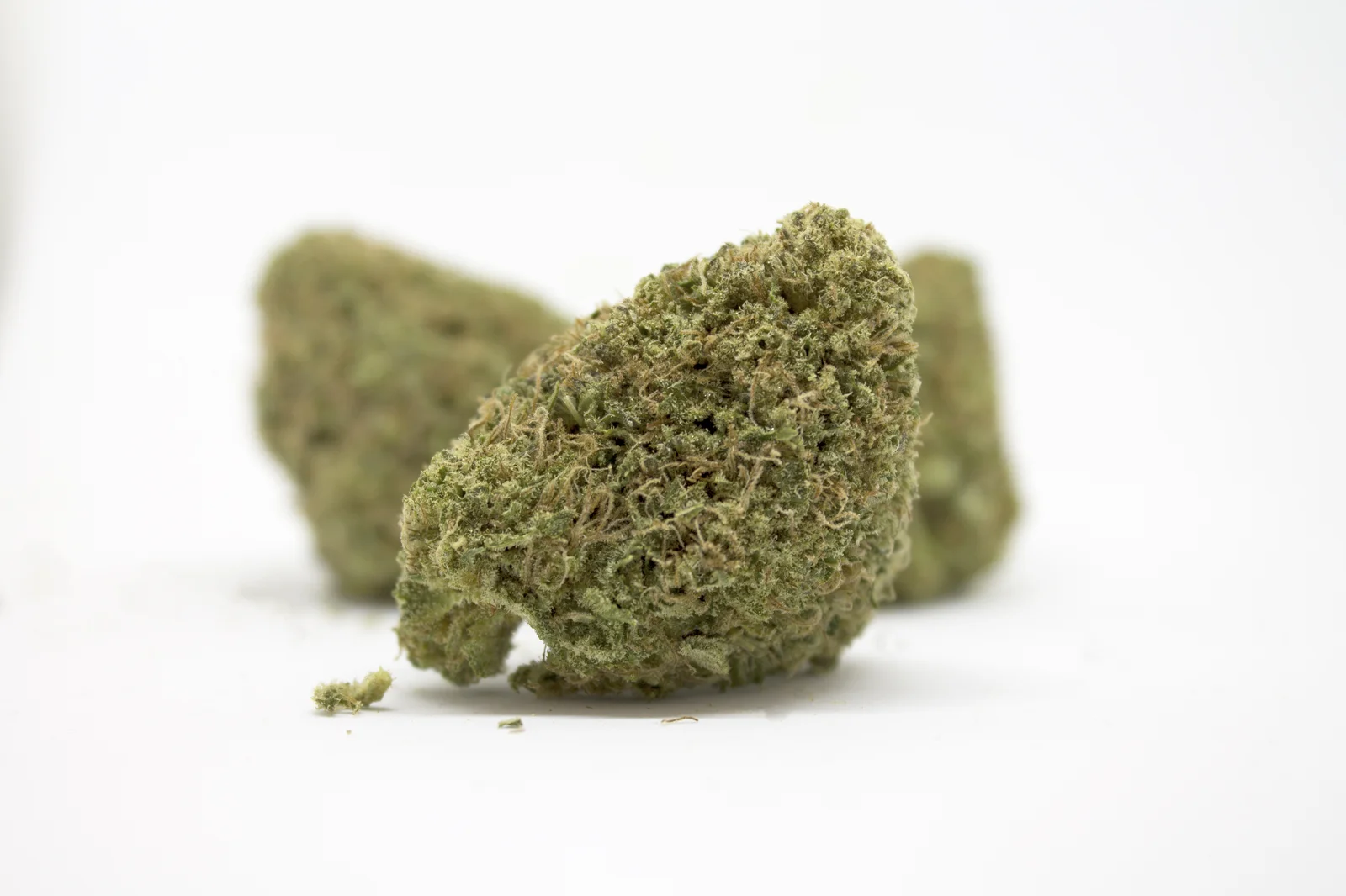 Dried cannabis flower buds on a white background, prepared for packaging and distribution, highlighting the end product managed through The Cannabis Manufacturing Software.