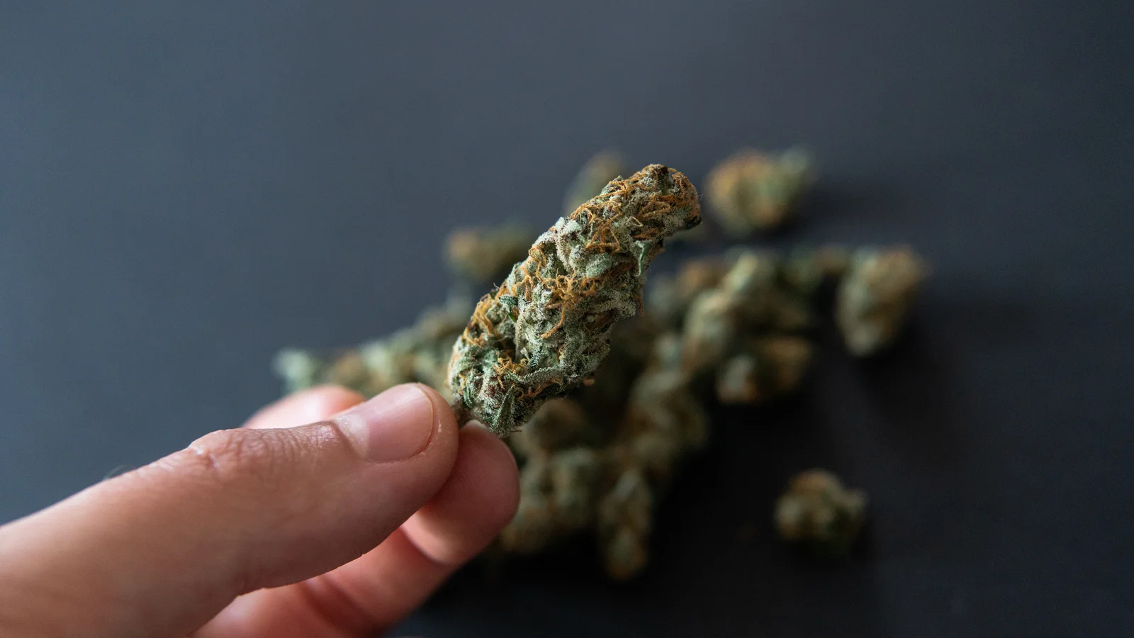 A close-up view of a hand holding a trimmed cannabis bud, showcasing dense trichomes and fine orange hairs, highlighting the effects of cannabis plant growth regulators on final flower structure.