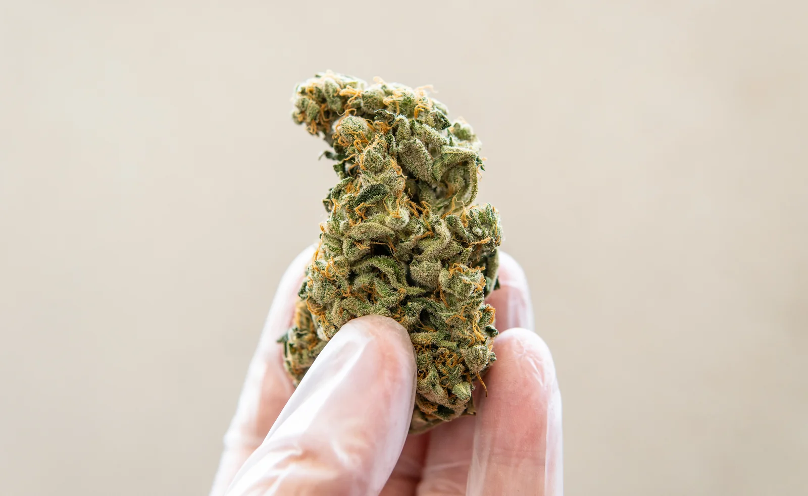 A gloved hand holding a single trimmed cannabis bud against a light background, illustrating the precision and hygiene standards integral to Cannabis Cultivation Management and compliance protocols.
