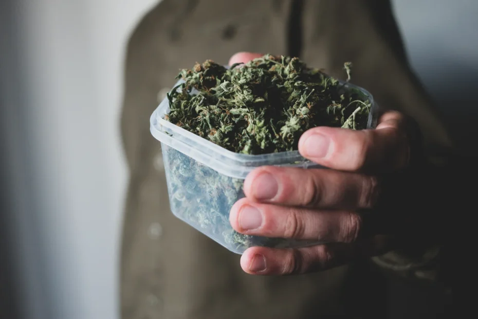 A close-up of a person holding a transparent plastic container filled with dried cannabis buds, illustrating the importance of precise Cannabis inventory management software for tracking product quantities.