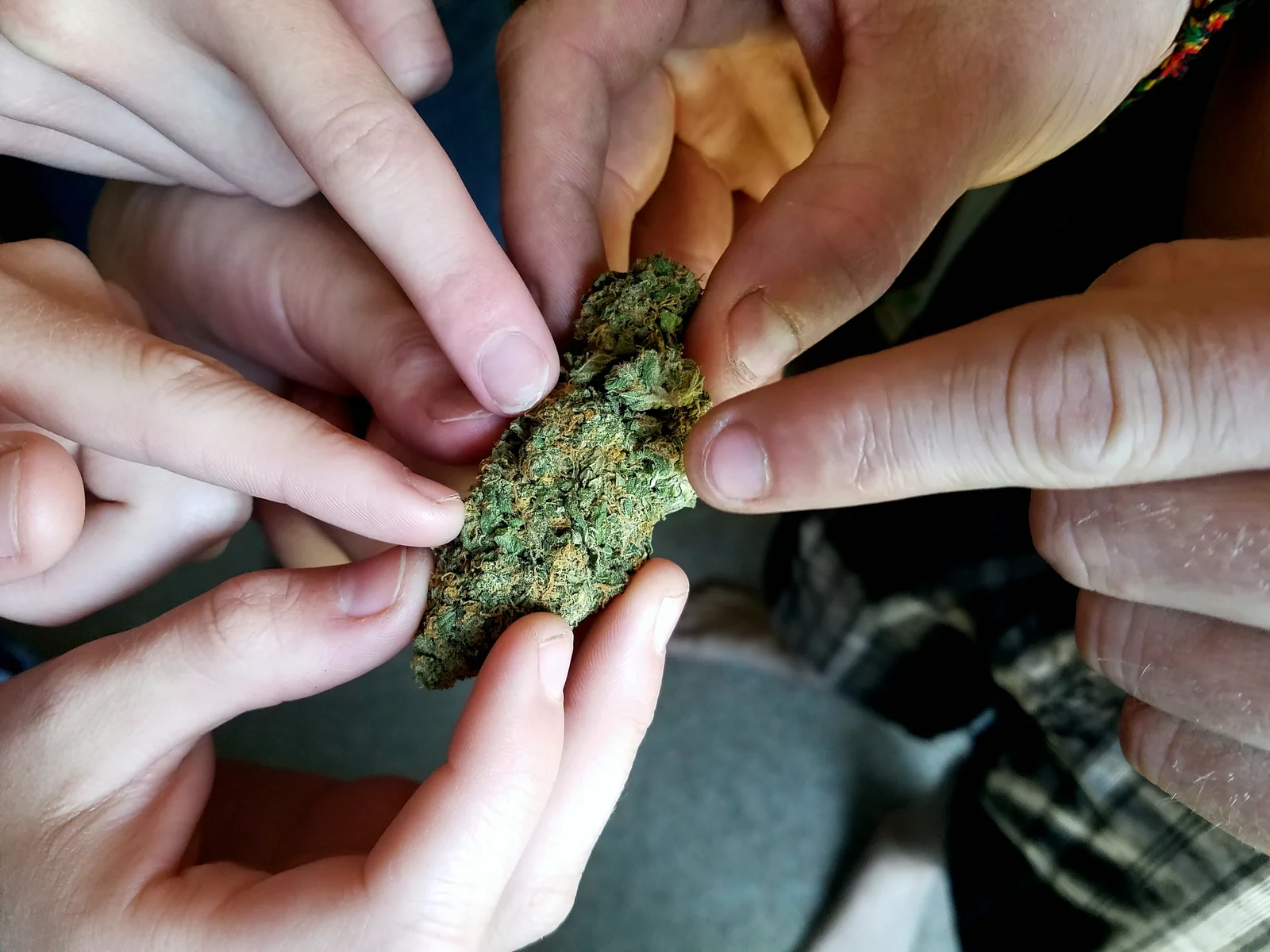 Multiple hands examining a dried cannabis bud, highlighting quality inspection processes essential in Cannabis Cultivation Management Software to maintain product standards and consistency.