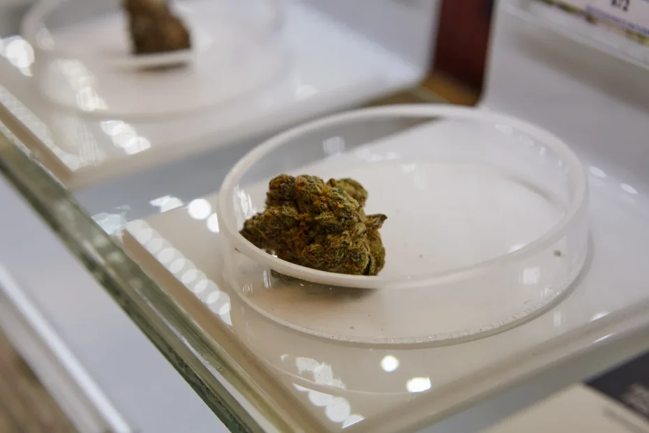 A close-up view of a cannabis bud displayed in a transparent petri dish on a glass shelf, likely within a dispensary or testing facility. The presentation emphasizes the importance of quality control and product traceability within cannabis production management systems.