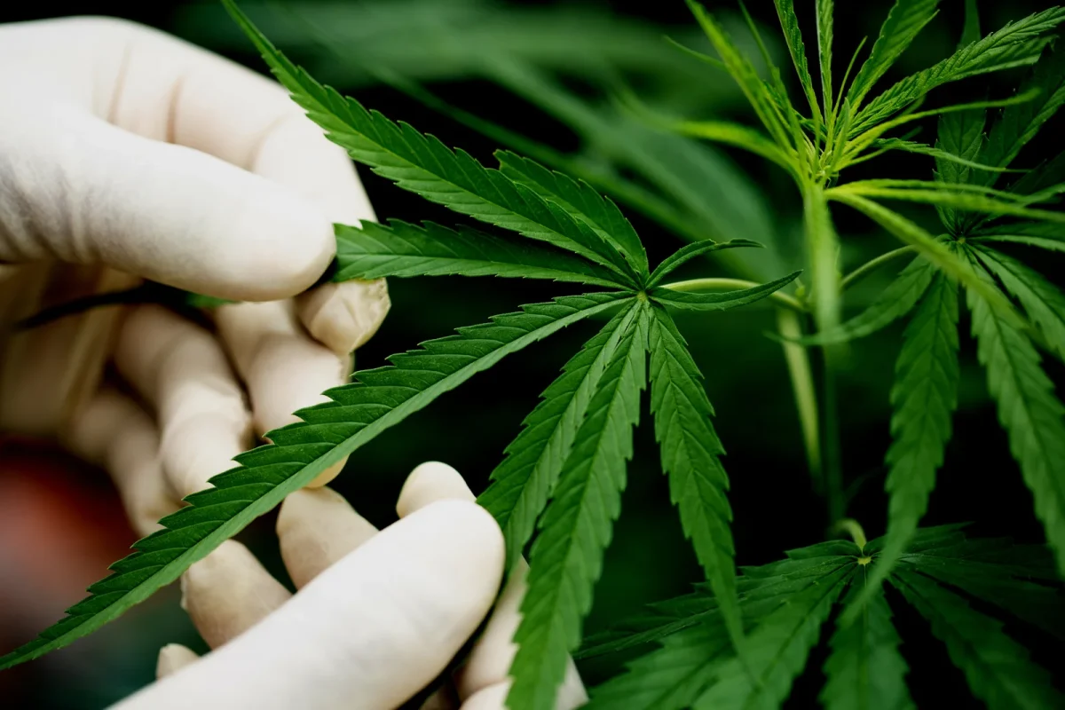 A gloved hand gently inspects a vibrant green cannabis leaf growing on a healthy plant. The image highlights a hands-on approach to plant care and monitoring, essential elements in cannabis production management for ensuring crop health and regulatory compliance.