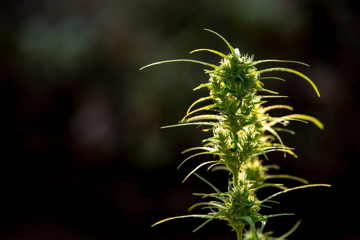A close-up of a mature cannabis plant with visible buds and slender leaves, symbolizing healthy growth and the importance of Cannabis Cultivation Management for monitoring plant development and optimizing yield.