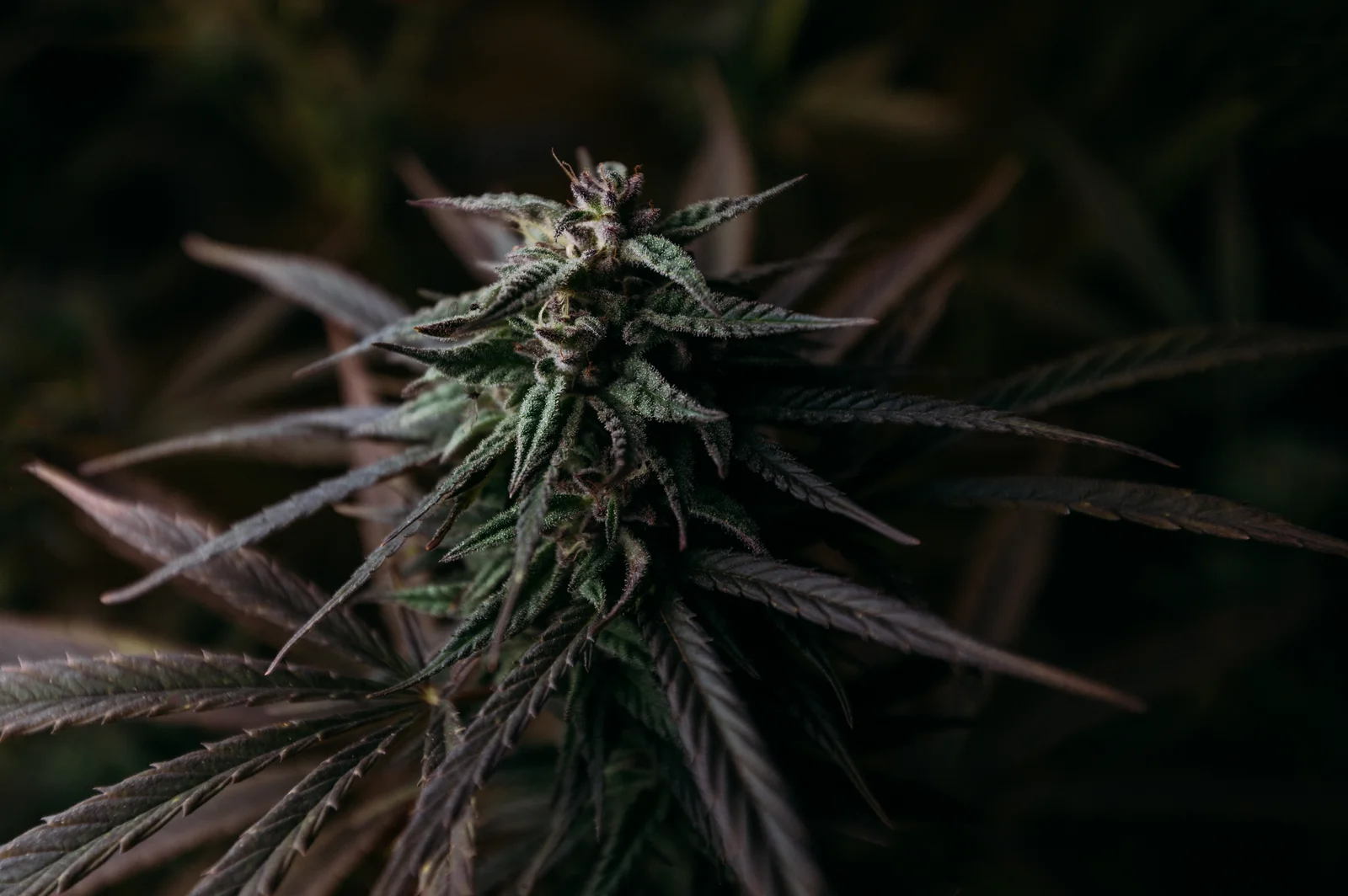 A detailed shot of a mature cannabis plant with dark green and purple-tinted leaves, representing the cultivation stage where Cannabis inventory management software helps monitor growth cycles and plant data.