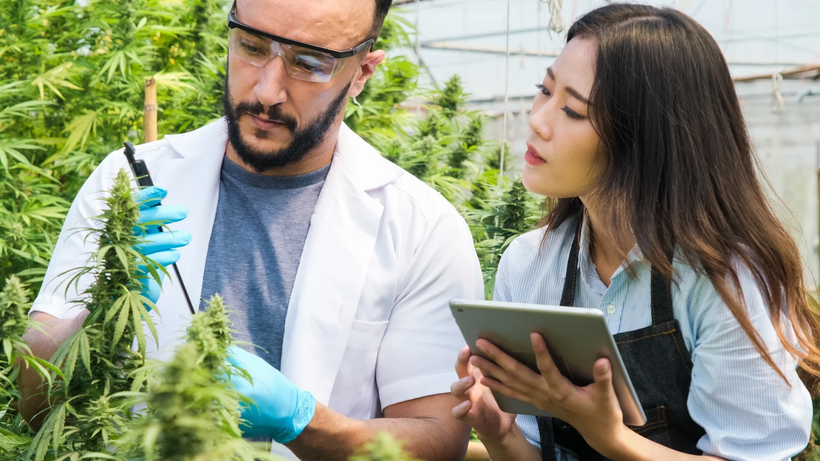 A male scientist and a female consultant inspect a cannabis plant in a greenhouse. The man uses a testing probe while the woman holds a tablet, representing hands-on, technology-supported Cannabis consultation services.
