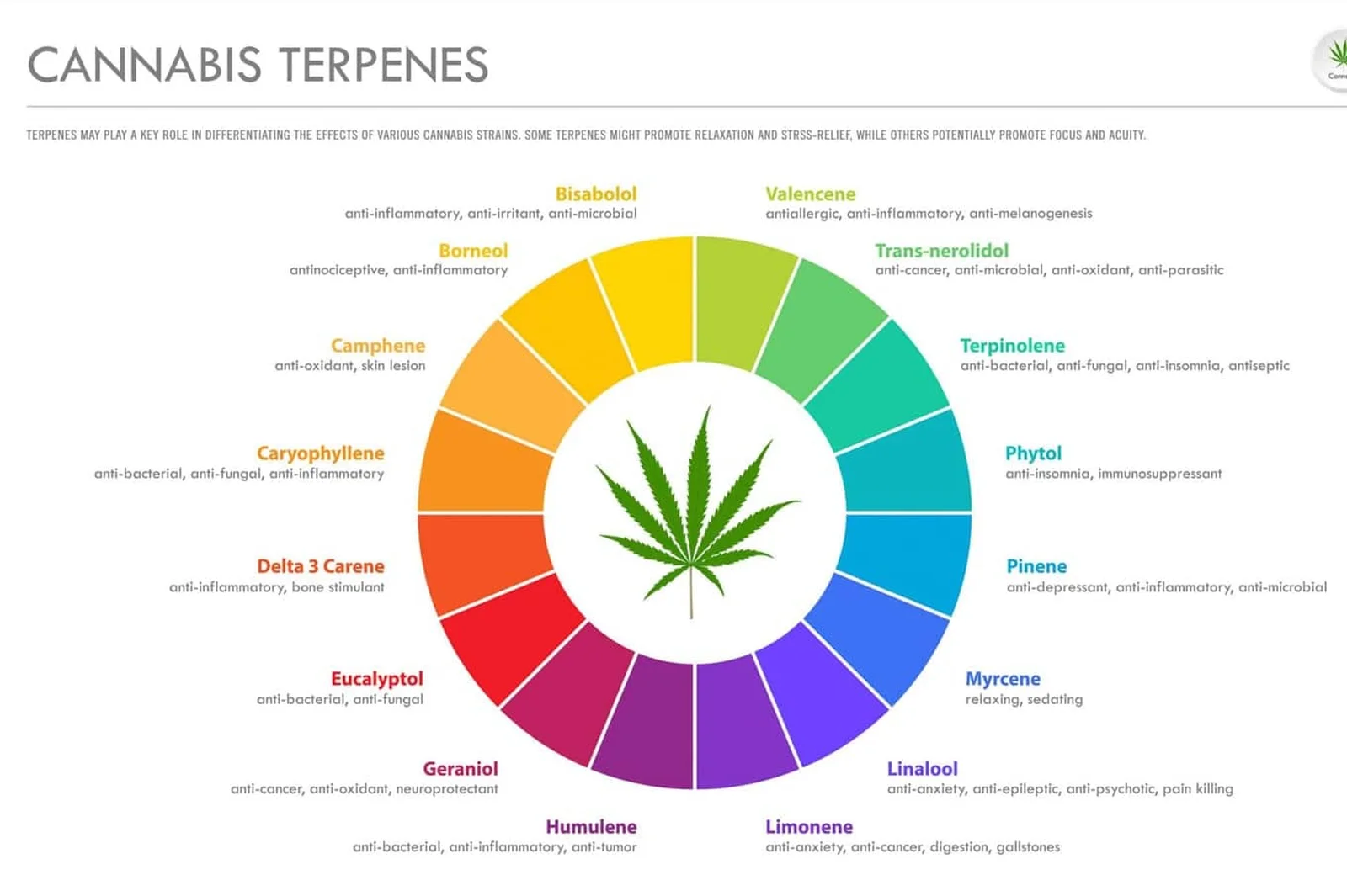 Colorful infographic wheel showing various cannabis terpenes and their therapeutic effects, highlighting the benefits of extracting terpenes for targeted health outcomes.
