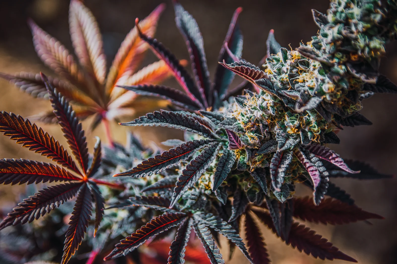 Vibrant cannabis plant with deep red and purple leaves, grown in outdoor conditions under regulations followed by Health Canada cannabis license holders.