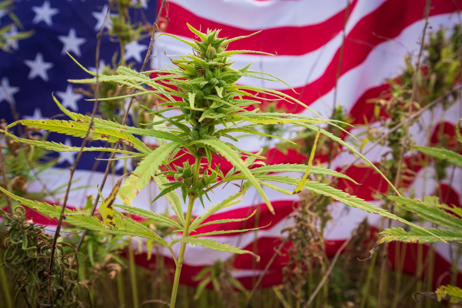 A vibrant cannabis plant stands in front of the American flag, symbolizing the growing industry supported by New York cannabis consultants.