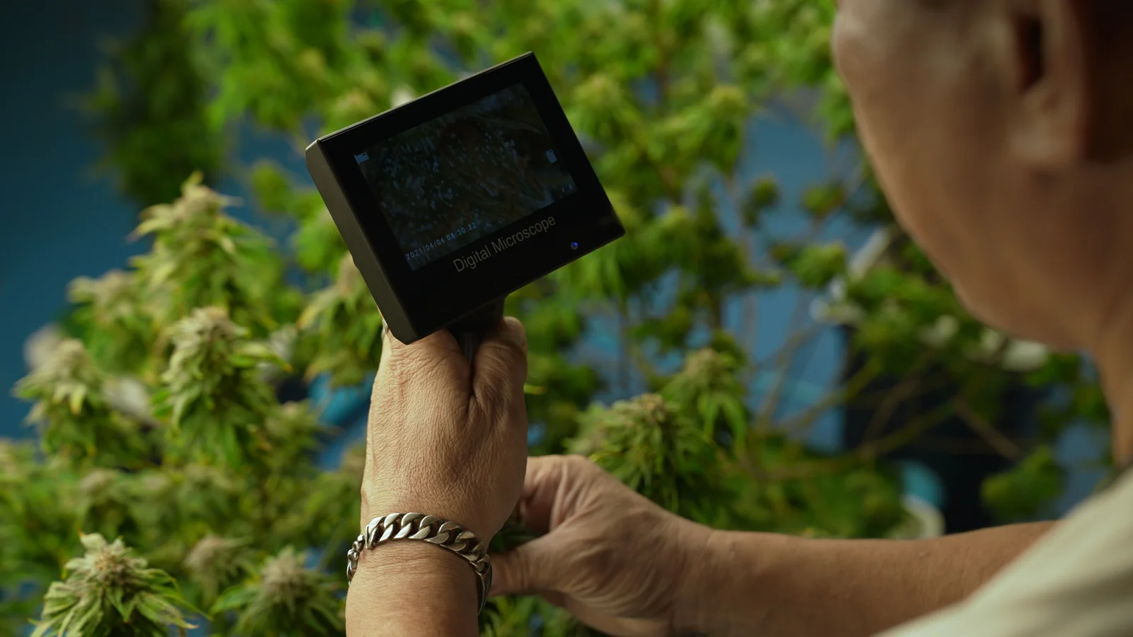 A person uses a digital microscope to inspect cannabis plants in a cultivation facility, highlighting precision and monitoring enabled by Cannabis Track and Trace Software.