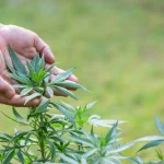 How to Optimize Light Cycles for Healthy Cannabis Blooming