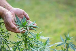 A close-up of hands gently cupping the leaves of a healthy cannabis blooming plant in a green outdoor setting.